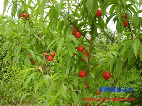 桃樹(shù)苗啥時(shí)栽好