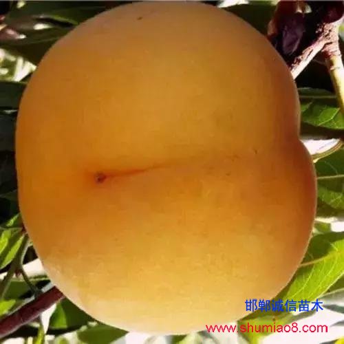 什么樣的桃苗是優(yōu)質(zhì)桃苗？桃子種類日漸多樣化，咱們種哪個(gè)？
