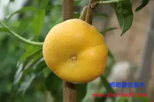 什么樣的桃苗是優(yōu)質(zhì)桃苗？桃子種類日漸多樣化，咱們種哪個(gè)？