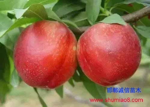 什么樣的桃苗是優(yōu)質(zhì)桃苗？桃子種類日漸多樣化，咱們種哪個(gè)？