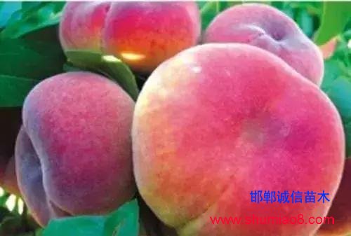 什么樣的桃苗是優(yōu)質(zhì)桃苗？桃子種類日漸多樣化，咱們種哪個(gè)？