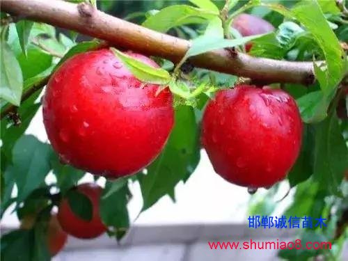 什么樣的桃苗是優(yōu)質(zhì)桃苗？桃子種類日漸多樣化，咱們種哪個(gè)？