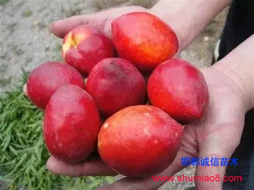 什么樣的桃苗是優(yōu)質(zhì)桃苗？桃子種類日漸多樣化，咱們種哪個(gè)？