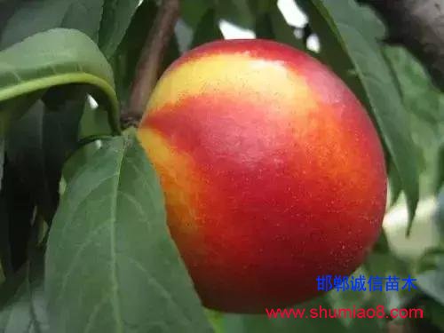 什么樣的桃苗是優(yōu)質(zhì)桃苗？桃子種類日漸多樣化，咱們種哪個(gè)？