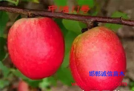 什么樣的桃苗是優(yōu)質(zhì)桃苗？桃子種類日漸多樣化，咱們種哪個(gè)？