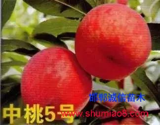 什么樣的桃苗是優(yōu)質(zhì)桃苗？桃子種類日漸多樣化，咱們種哪個(gè)？