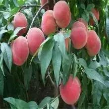 什么樣的桃苗是優(yōu)質(zhì)桃苗？桃子種類日漸多樣化，咱們種哪個(gè)？
