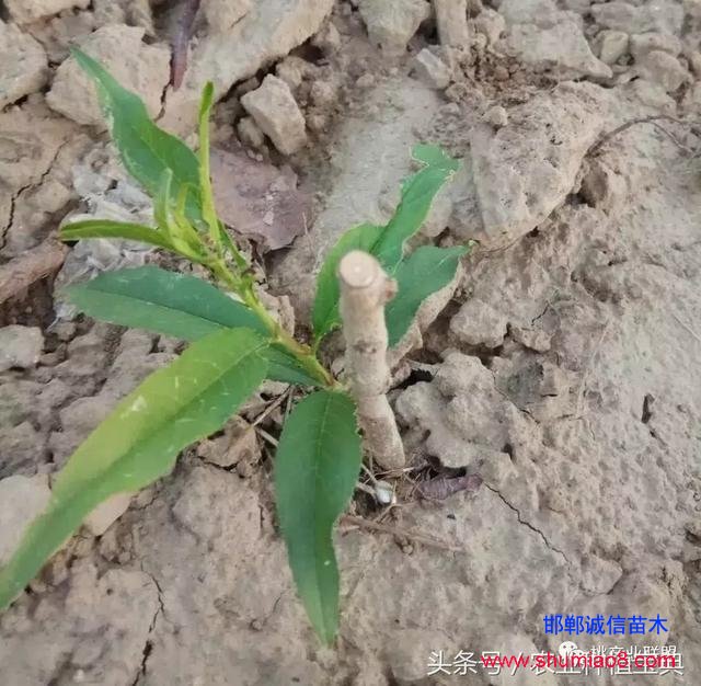 桃樹不同時(shí)刻起苗對(duì)成活的影響，你知道嗎？