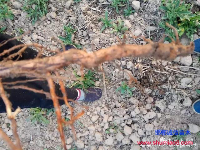 桃樹不同時(shí)刻起苗對(duì)成活的影響，你知道嗎？