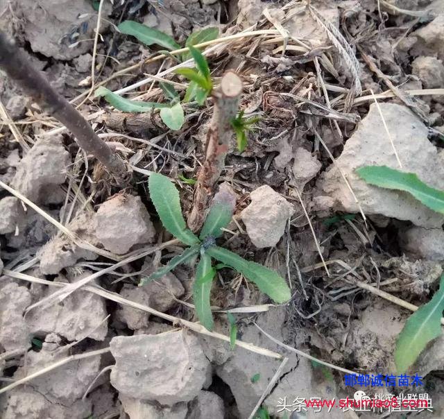 桃樹不同時(shí)刻起苗對(duì)成活的影響，你知道嗎？